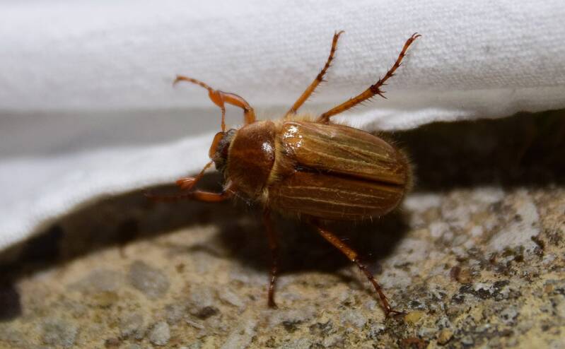 Junikever ( Amphimallon solstitiale )