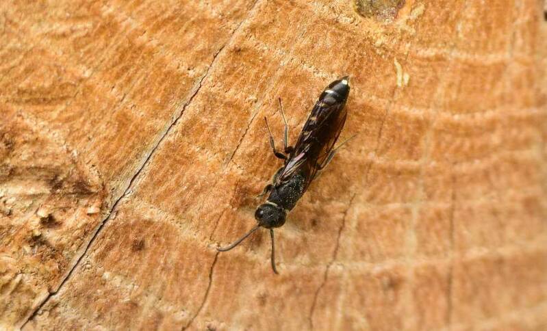 Kleine knotswesp ( Sapygina decemguttata )