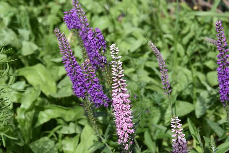 Lange ereprijs - Langbladige ereprijs - Veronica longifolia