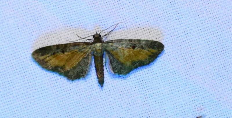 Oranje dwergspanner ( Eupithecia icterata )