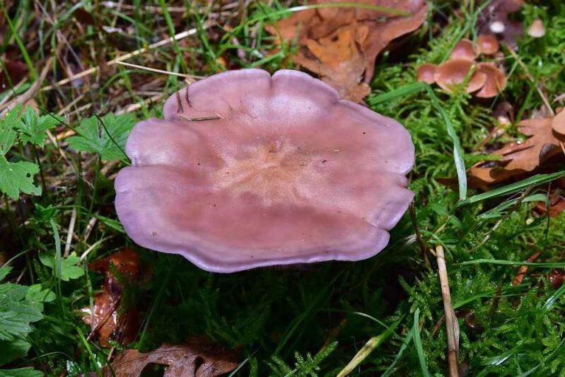 Paarse schijnridderzwam