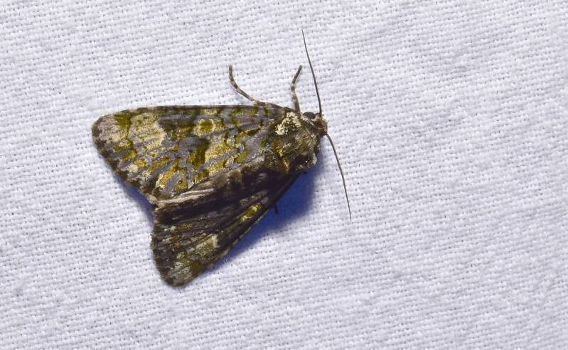 Schedeldrager - Craniophora ligustri