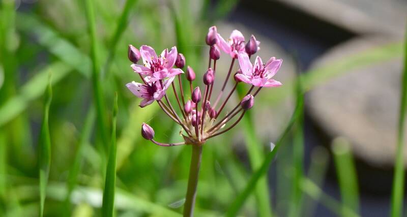 Zwanenbloem - Butomus umbellatus
