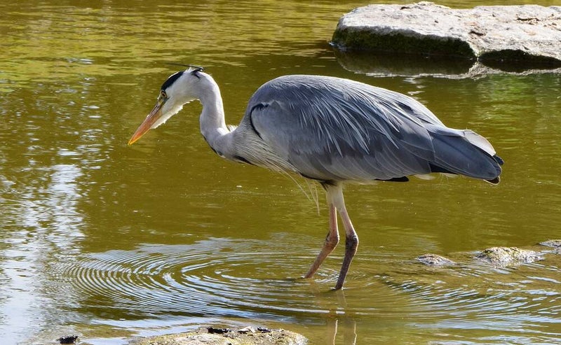 blauwe reiger
