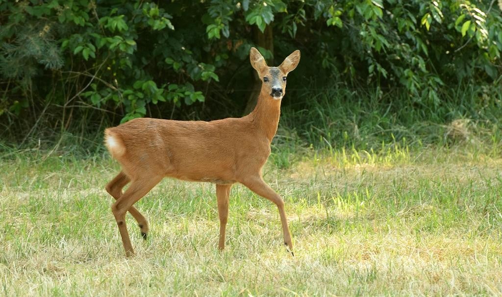 Ree / Zoogdieren / Fauna | Gerheserheide Leopoldsburg-Ham