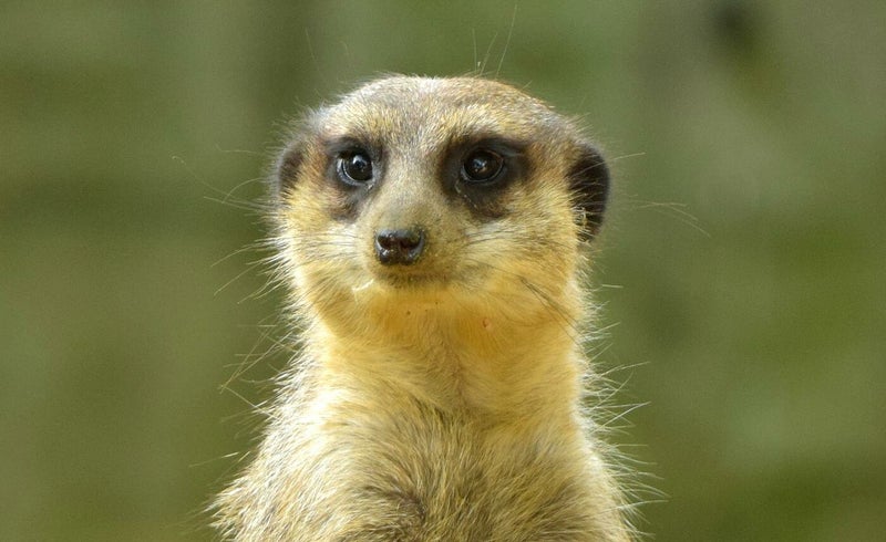 Stokstaartje ( Suricata suricatta )