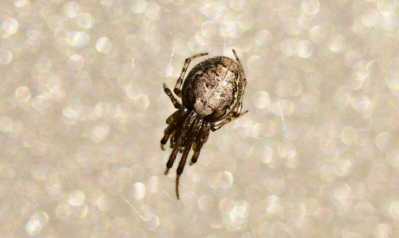 Venstersectorspin ( Zygiella x-notata )