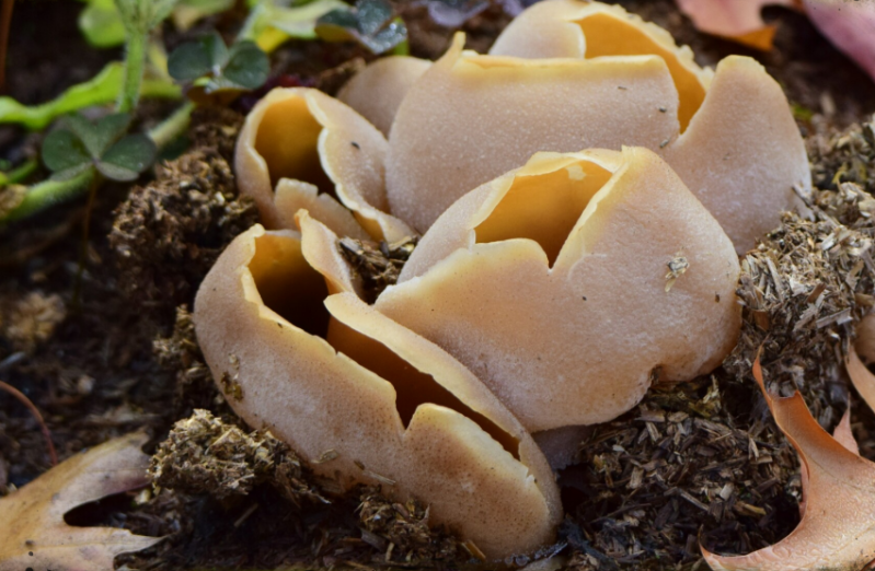 Vroege bekerzwam ( Peziza vesiculosa )