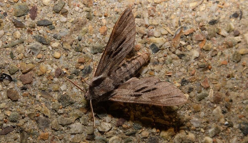 Dennenpijlstaart ( Sphinx pinastri )