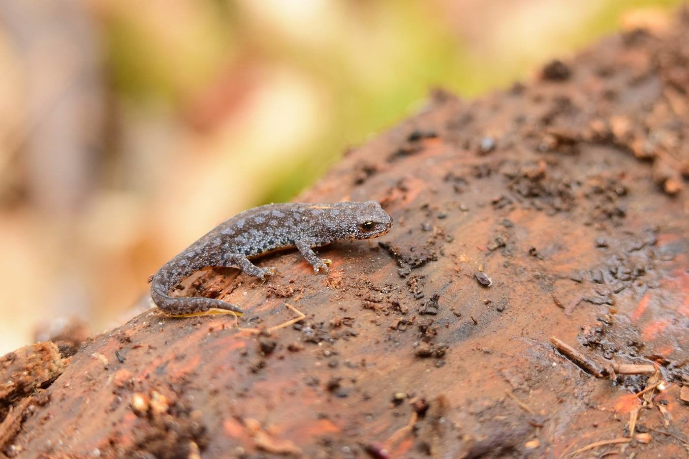 Alpenwatersalamander