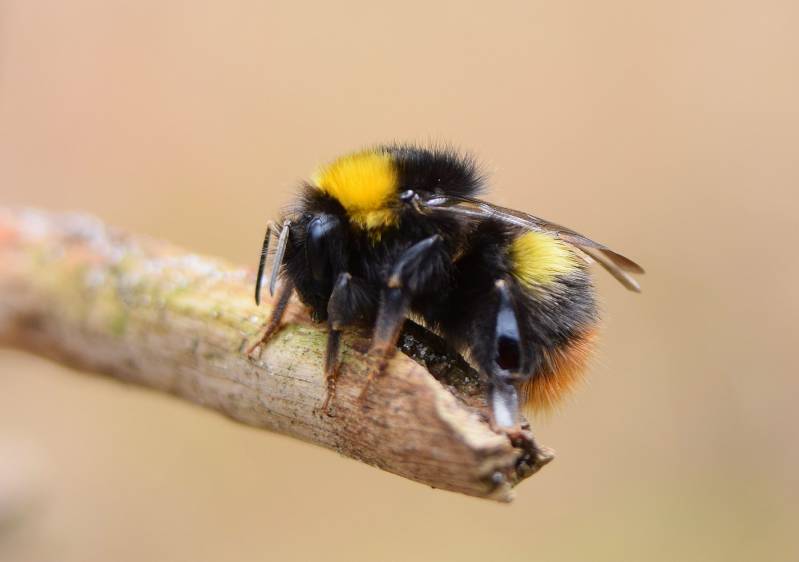 Weidehommel ( Bombus Pratorum )