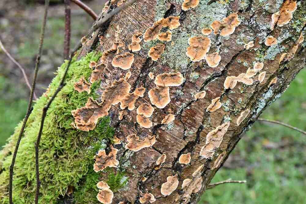 Gerimpelde korstzwam ( Stereum rugosum )