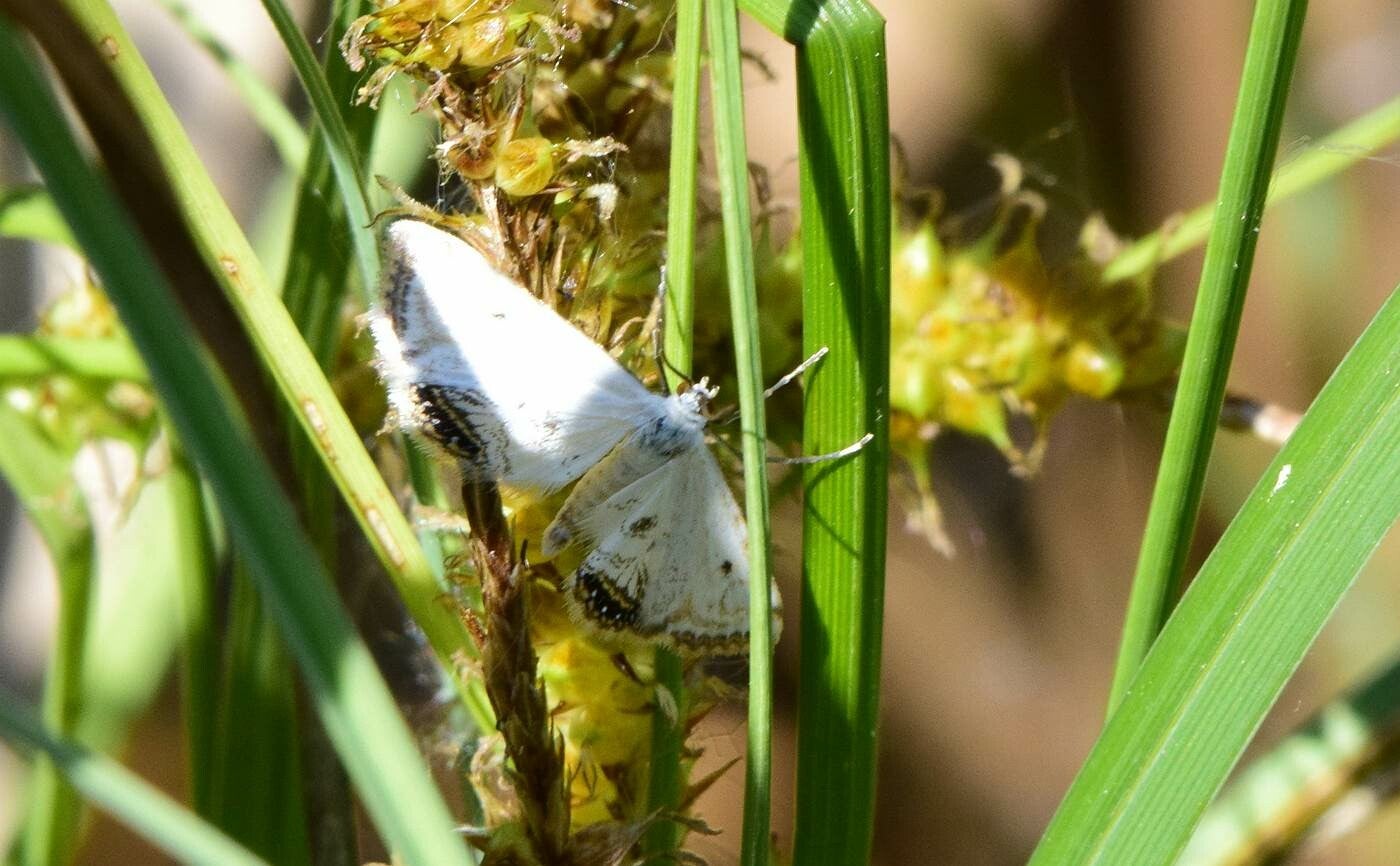 Kroosvlindertje ( Cataclysta lemnata )