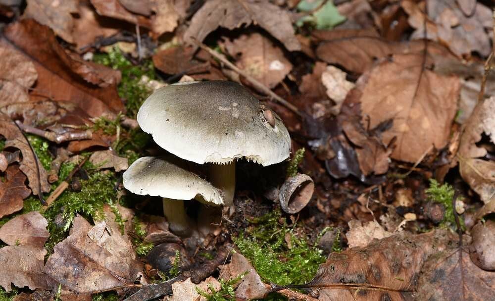 Zeepzwam ( Tricholoma saponaceum )