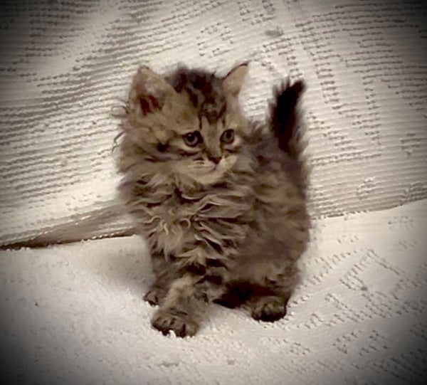 Selkirk Rex Male