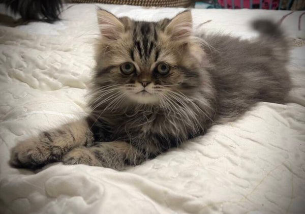 Persian Tabby Male