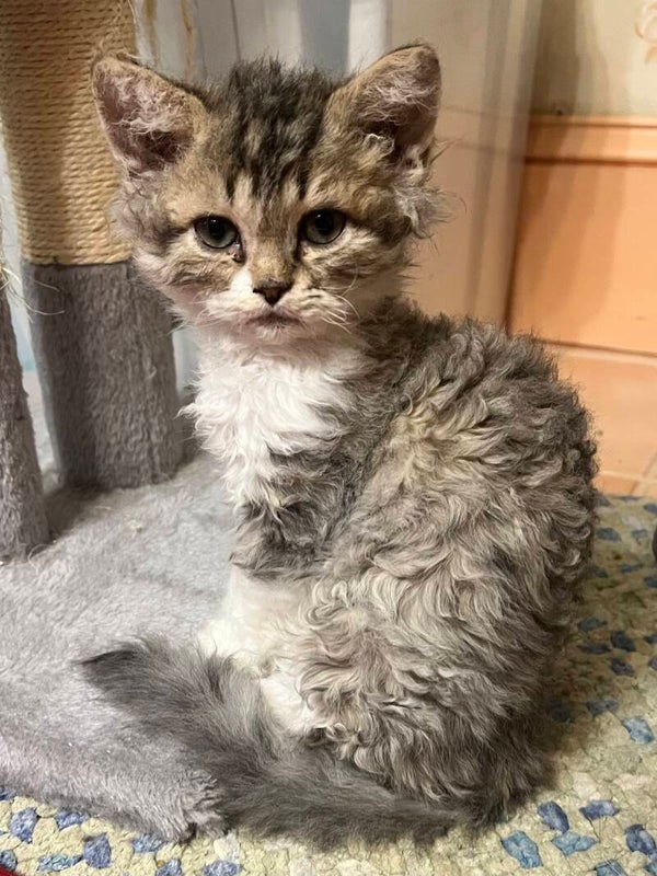 Selkirk Rex Male