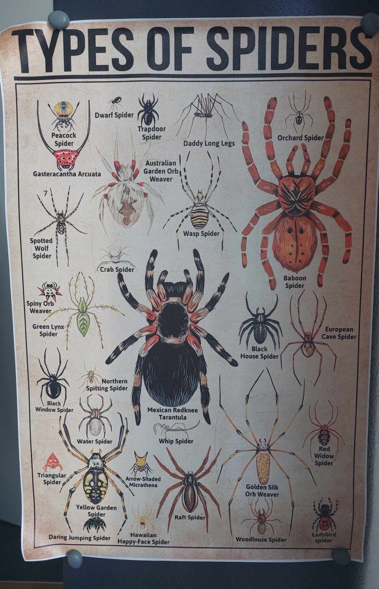 Toile/poster Type of Spiders