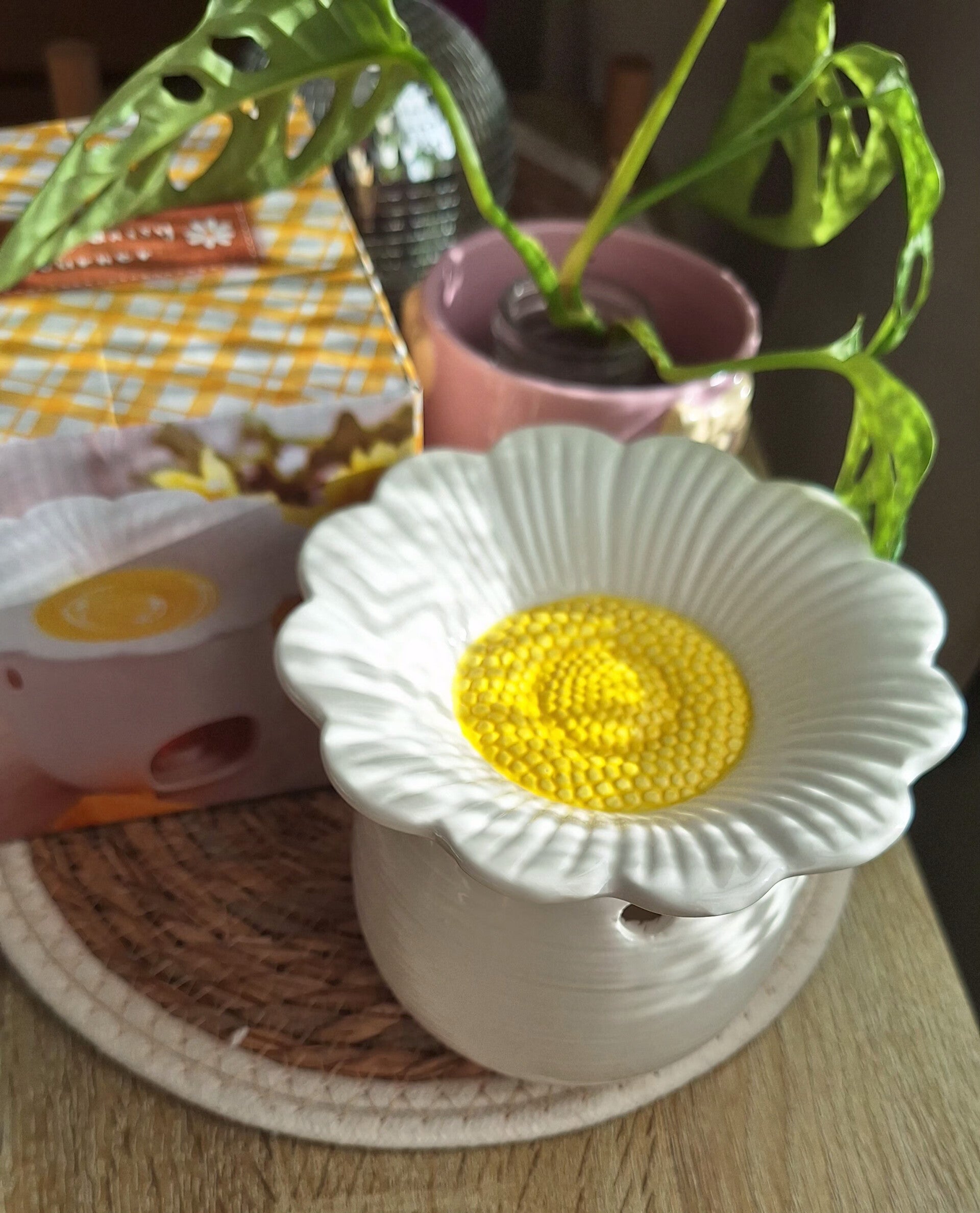 daisy-standard-8wuqoc.jpg