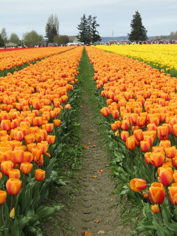 Lots of Beautiful Rows of Tulips in Washington State