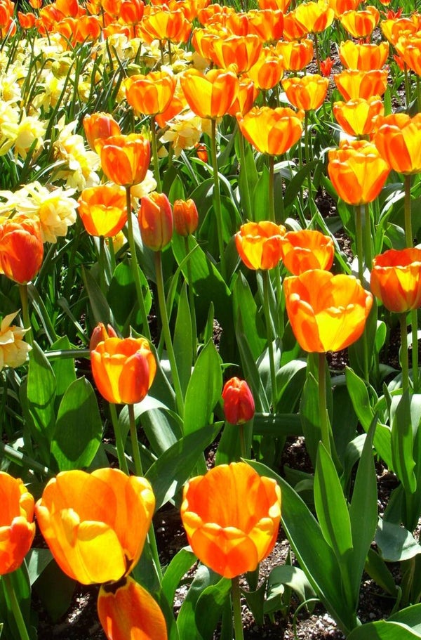 A brilliant group of orange tulips in the sunshine