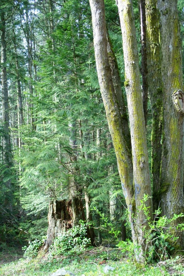 Old stump next to new tree growth
