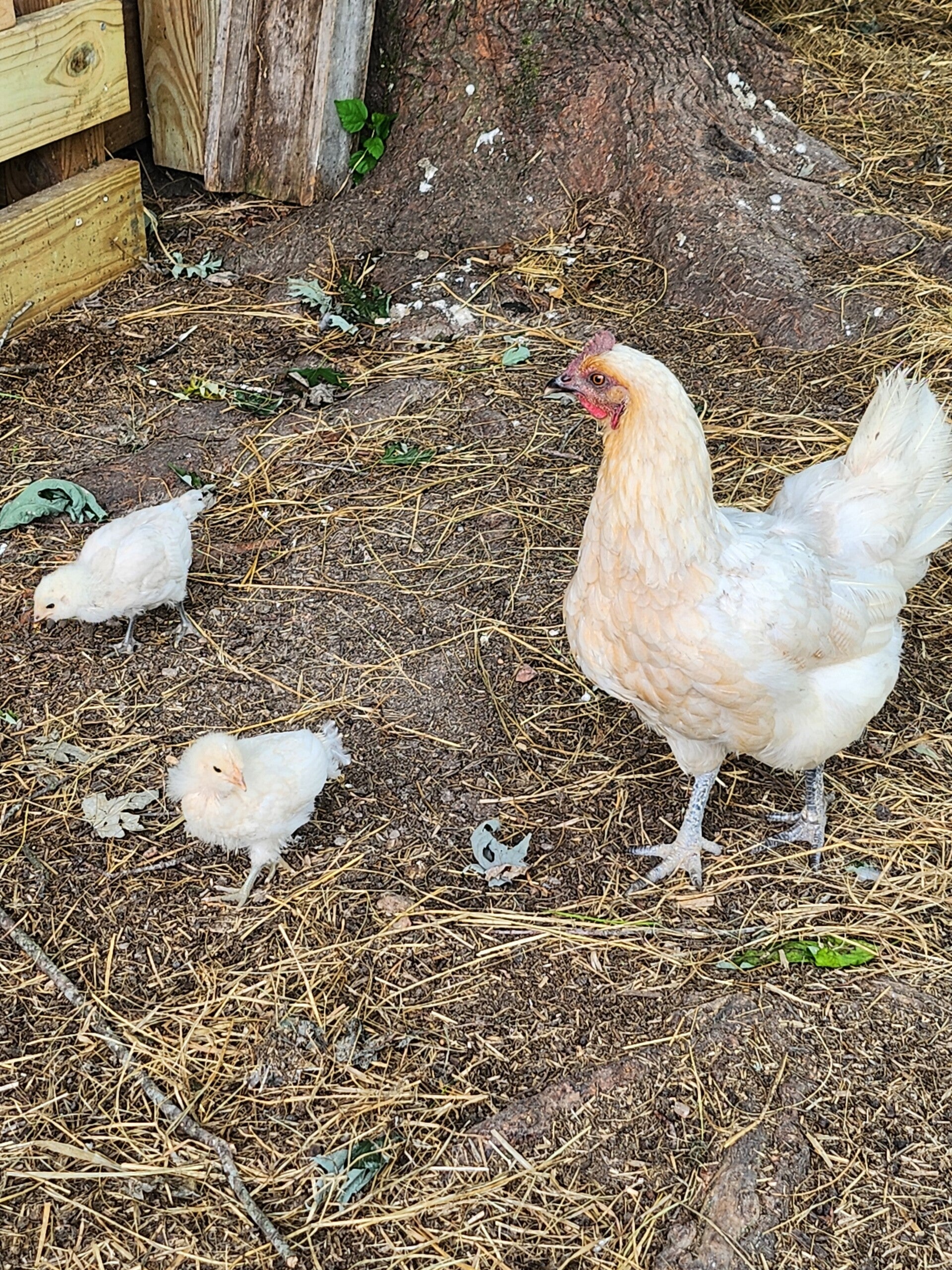chicken-photo-standard.jpg