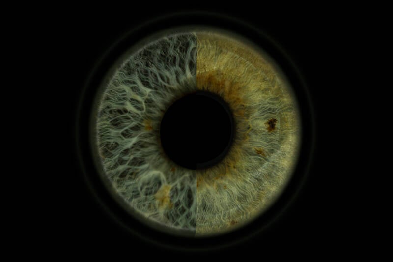 pieter-er-hanneke-iris-standard-oy48kn.jpg