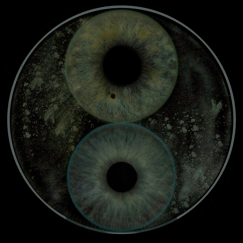 yin-yang-vader-moeder-standard.jpg
