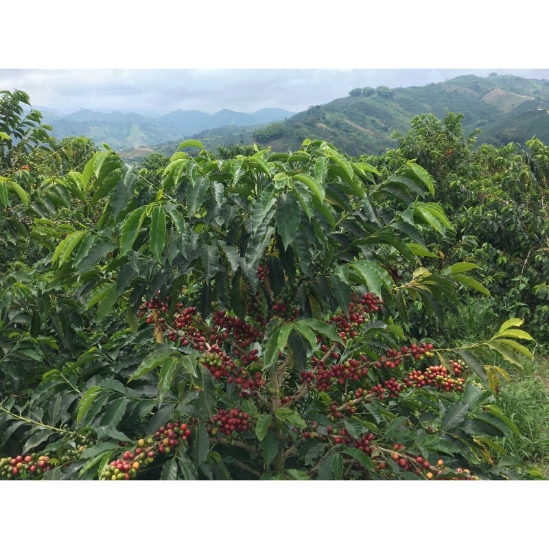 Gayo Mountain