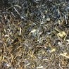 Darjeeling thé vert Bio des INDES