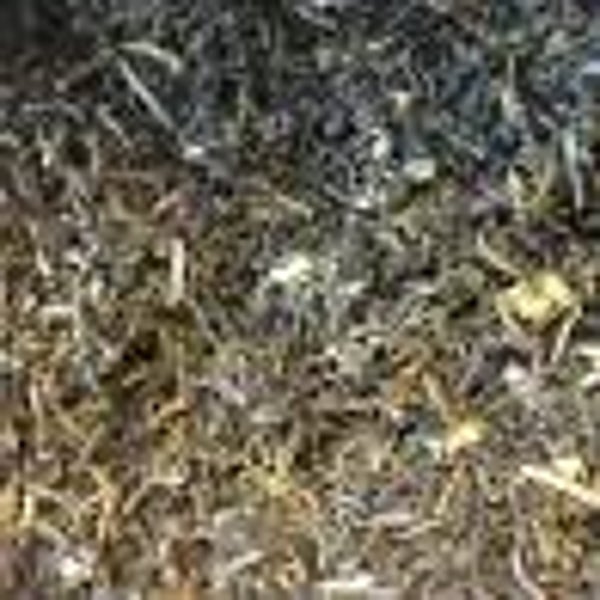 Darjeeling thé vert Bio des INDES