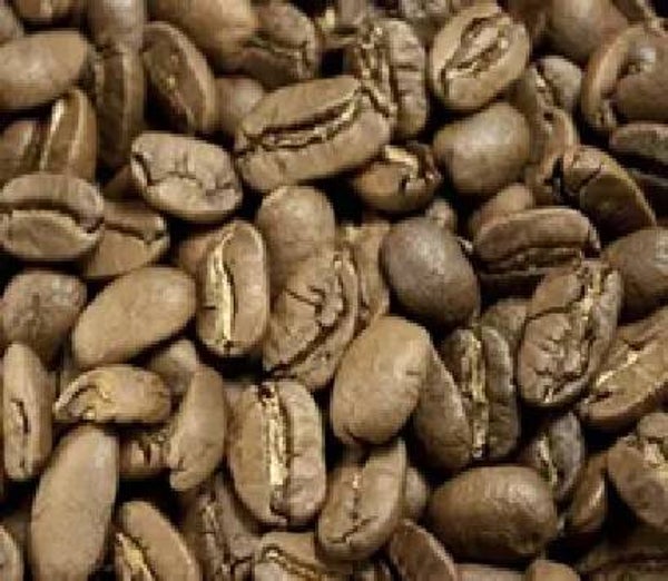 PACAMARA du Salvador