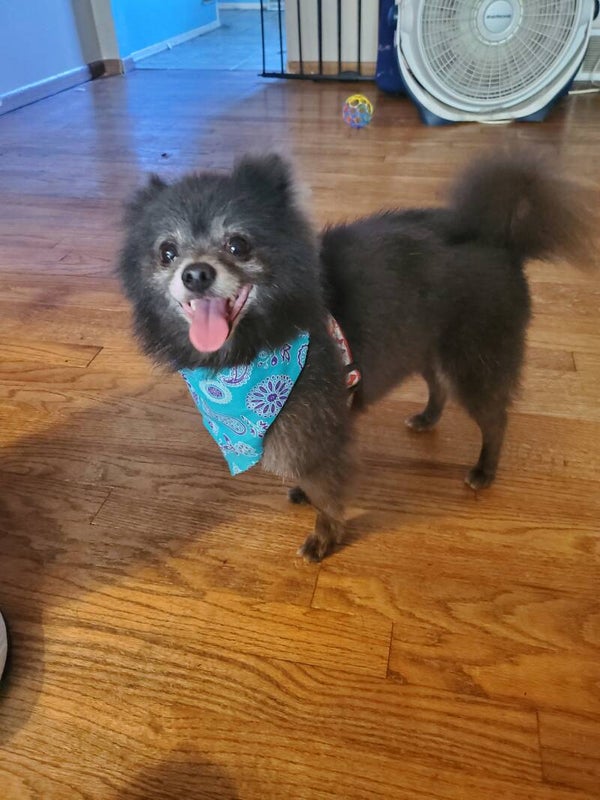 Small Dog Bath & Brush Out