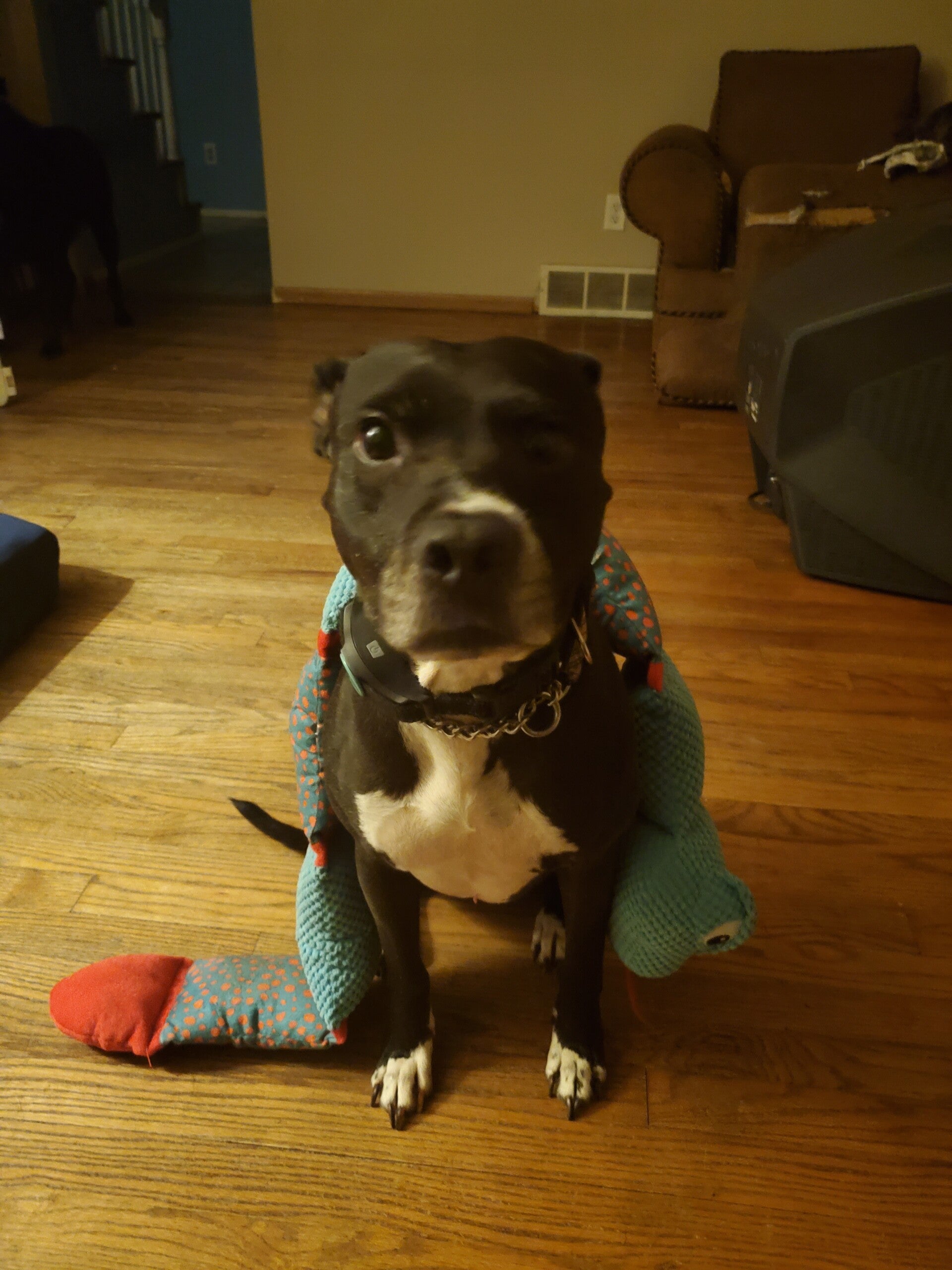 Large Dog Bath & Brush Out