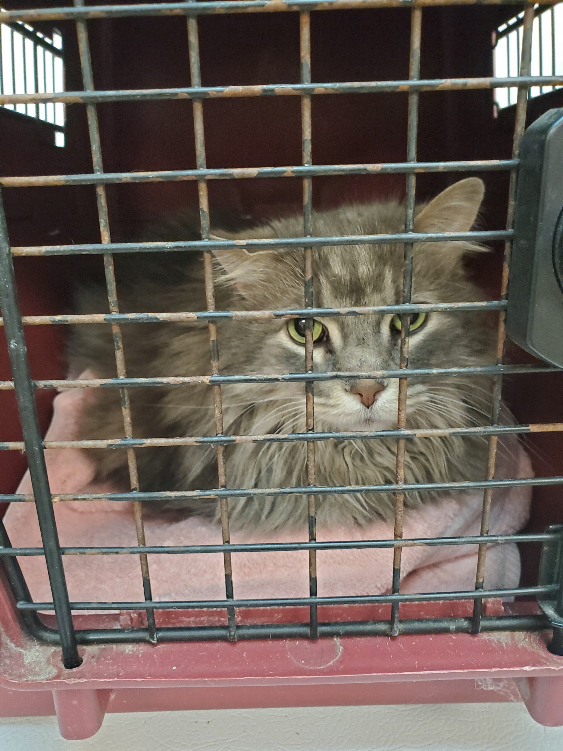 Cat Bath & Brush Out