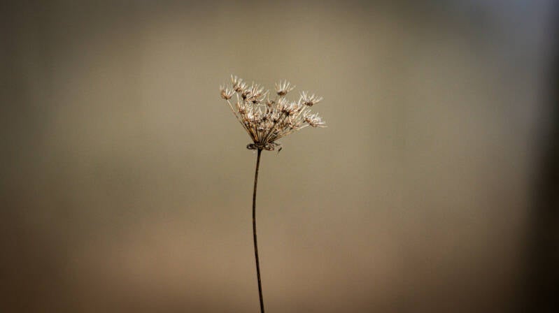 dsc01689-standard.jpg
