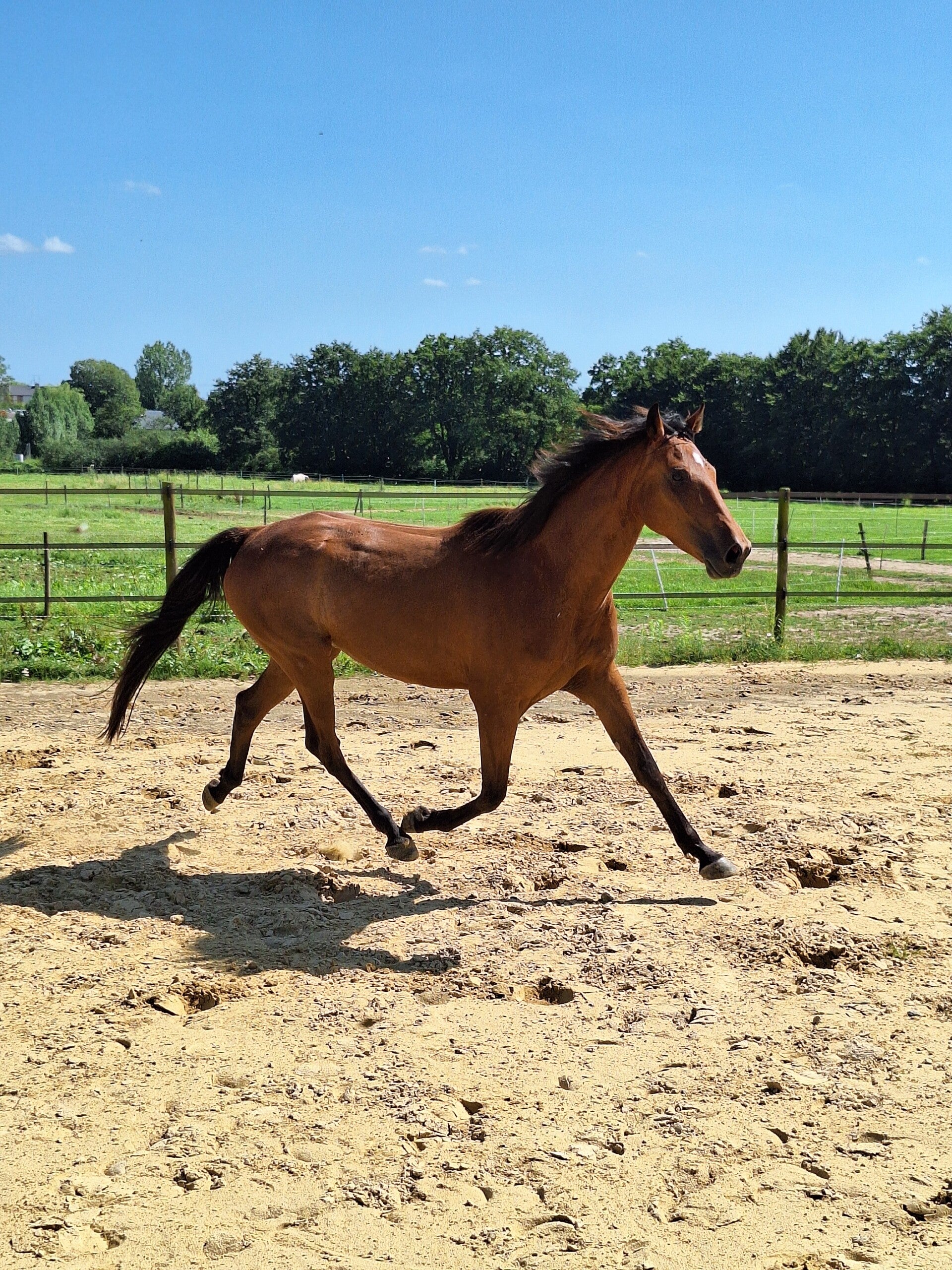 Séance Travail à Pied