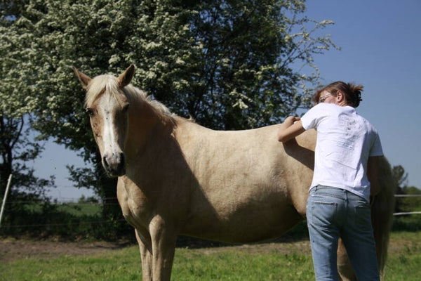 Initiation au Shiatsu équin (2 jours)