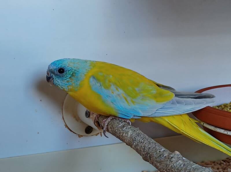 Schönsittich dilute