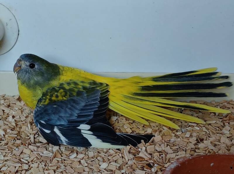 Schönsittich graugrünopalin