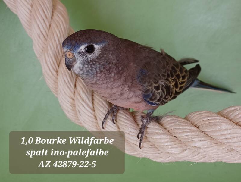 Bourkesittich Hahn Wildfarbe