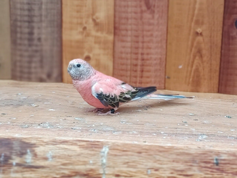 Bourkesittich Henne Opalin