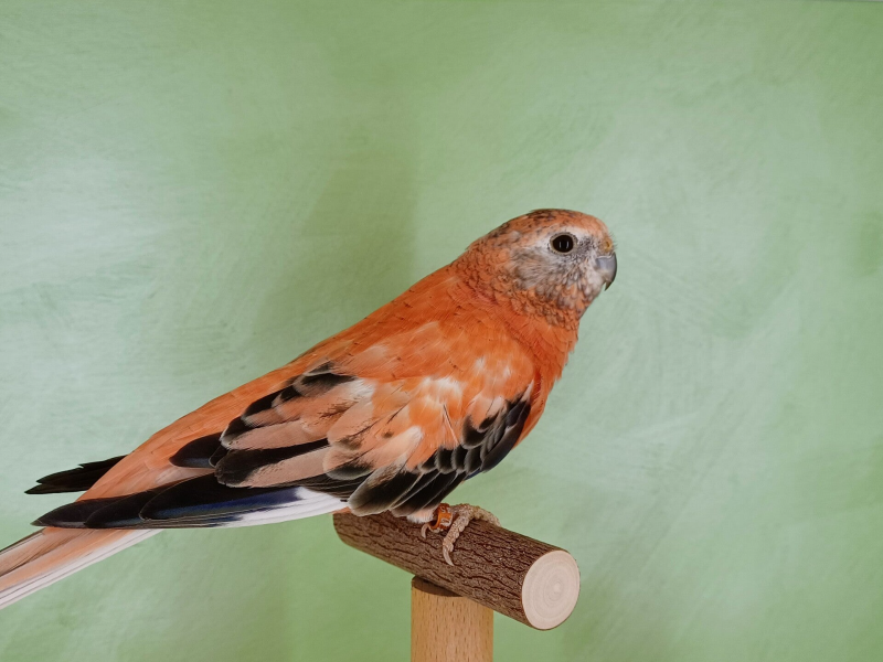 Bourkesittich Hahn Opalin