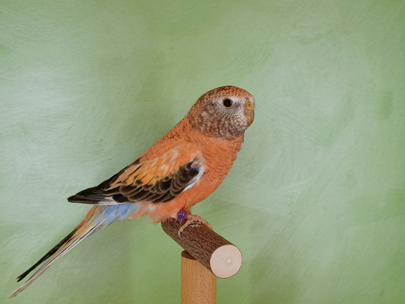 Bourkesittich Henne Opalin