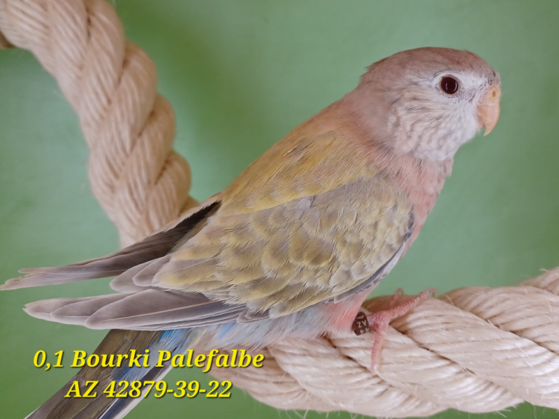 Bourkesittich Henne Palefalbe