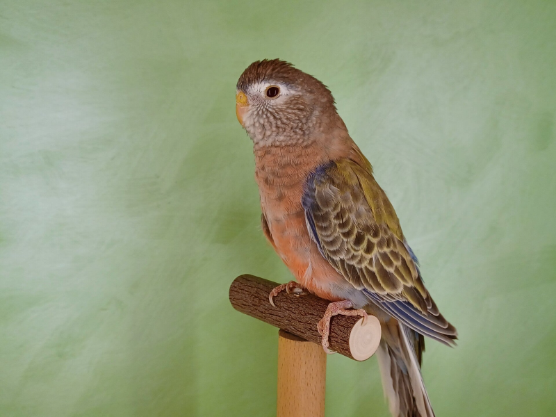 Bourkesittich Hahn Palefalbe