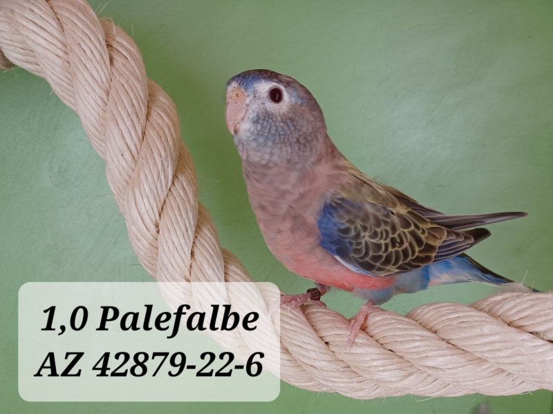 Bourkesittich Hahn Palefalbe