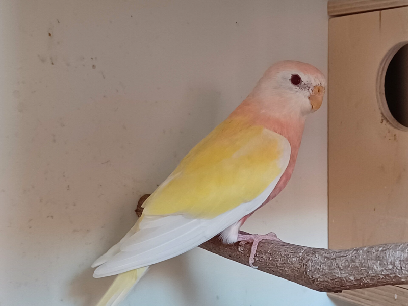 Bourkesittich Henne Lutino