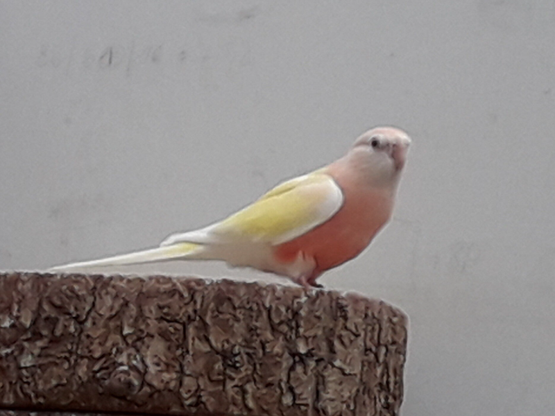 Bourkesittich Henne Lutino